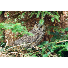 Long Eared Owl Scillies 3