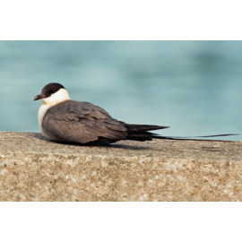 Long Tailed  Skua Farmoor