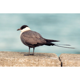 Long Tailed  Skua   1