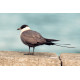 Long Tailed  Skua   1