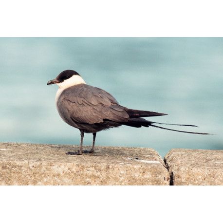 Long Tailed  Skua   1