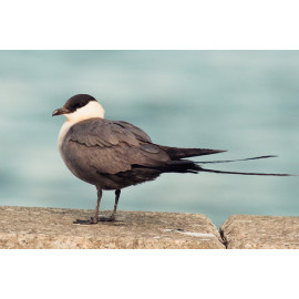 Long Tailed  Skua   2