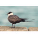 Long Tailed  Skua   2