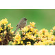 Marmoras Warbler