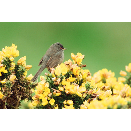 Marmoras Warbler