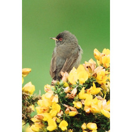 Marmoras Warbler 1
