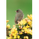 Marmoras Warbler 1
