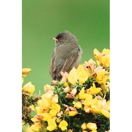Marmoras Warbler 1