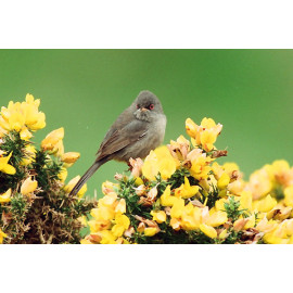 Marmoras Warbler 2