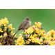 Marmoras Warbler 2