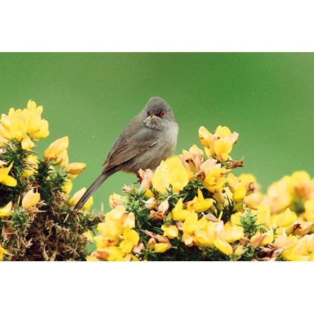 Marmoras Warbler 2