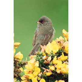 Marmoras Warbler 3