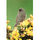 Marmoras Warbler 3