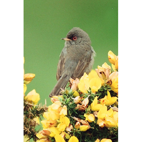 Marmoras Warbler 3