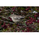 Masked Shrike
