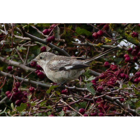Masked Shrike