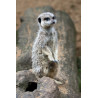 Meerkat watching