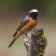 Redstart Surrey 1