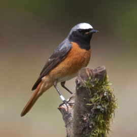 Redstart Surrey 1