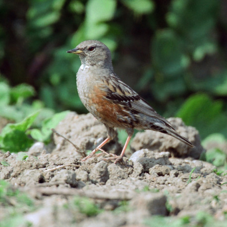 Alpine Accentor Corton