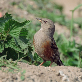 Alpine Accentor Corton 2