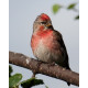 Arctic Redpoll in a tree