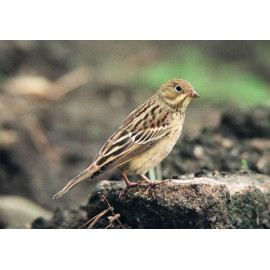 Ortolan bunting