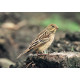 Ortolan bunting