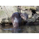 Otter 1