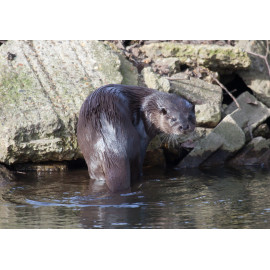 Otter 1