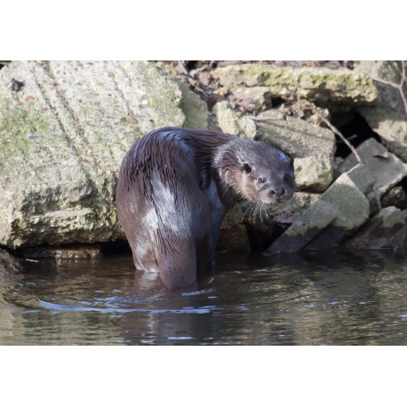 Otter 1