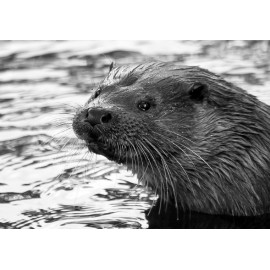 Otter black and white