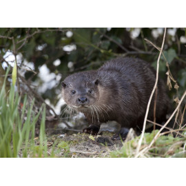 Otter by Daffodil