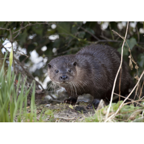 Otter by Daffodil