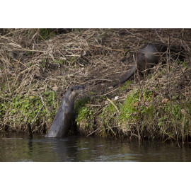 Otters Climbing out of water