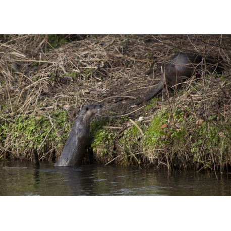 Otters Climbing out of water