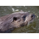 Otters close up