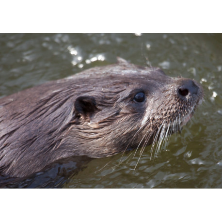 Otters close up