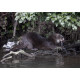 Otter eating bird
