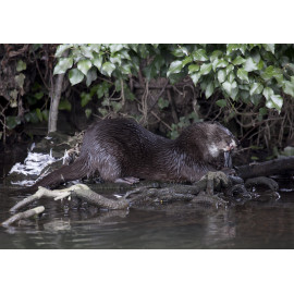 Otter eating bird