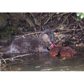 Otter eating chicken