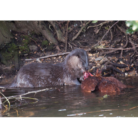 Otter eating chicken