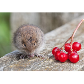 Bank Vole with Berries
