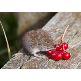 Bank Vole with Berries 1
