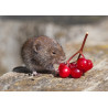 Bank Vole  at Strumpshaw