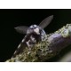 Black Arches Moth