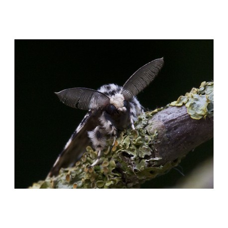 Black Arches Moth