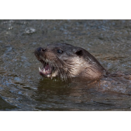 Otter Mouth Open