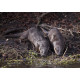 Otter pair