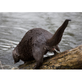 Otter scenting